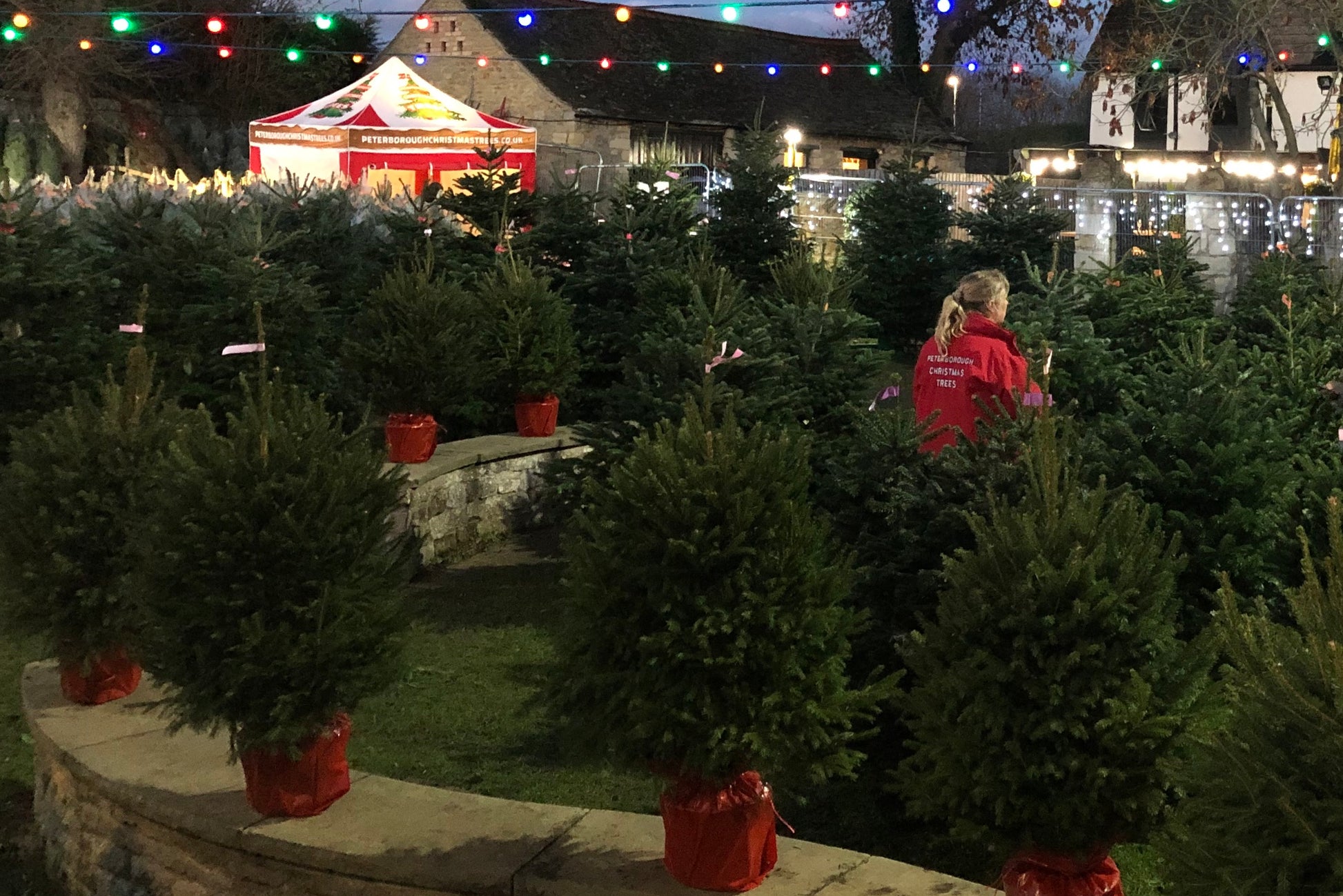 Peterborough Christmas Trees